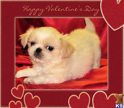 Pekingese Puppies for Sale